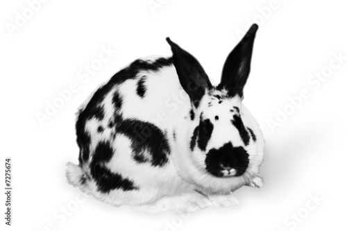 Photo: rabbit rabbit