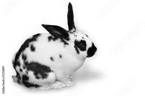 Photo: rabbit rabbit