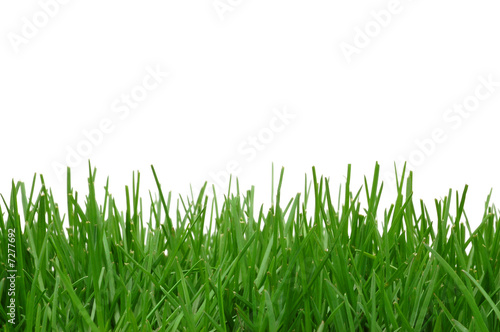 Photo: Grass on white background Grass on white background