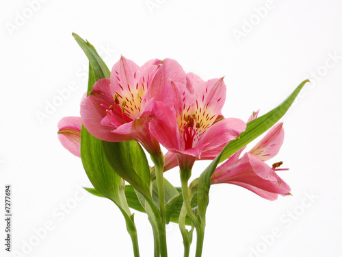 Photo: Pink flowers Pink flowers