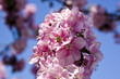 Cherry Blossoms 5