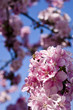 Cherry Blossoms 3