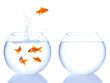 goldfish jumping