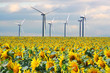 tournesols et éoliennes