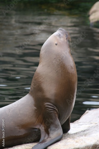 Foto: seelöwe seelöwe