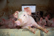 Pig in a pigpen