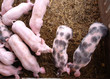 Pigs in a pigpen