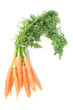 carottes