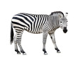 Zebra cutout
