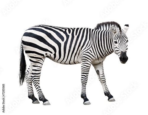 Zebra cutout
