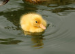 yellow duckling