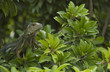 Iguane Vert de Colombie