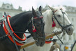 Horse decoration Horse decoration