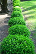 Japanese Boxwood Schrubs 