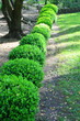 Japanese Boxwood Schrubs 