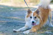 Friendly relaxed dog