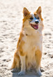 Iceland hound