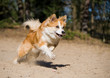 Running iceland hound
