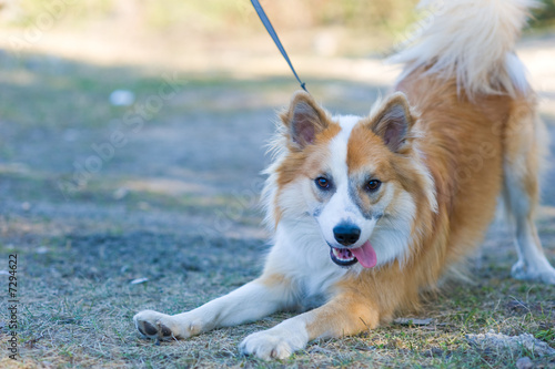 Photo: Friendly relaxed dog Friendly relaxed dog