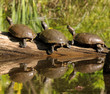 Three Turtles