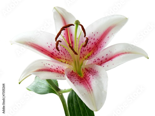 Foto: white and pink lily with brown pollen white and pink lily with brown pollen