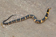 Wide Banded Watersnake