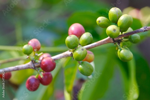 Coffee Bean Plant