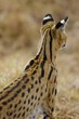 Serval Cat