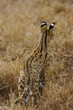 Serval Cat