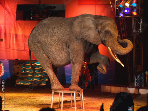 Photo: elephant elephant