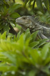 Iguane Vert de Colombie