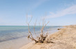 Dry bush at the sea shore