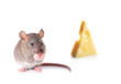 Mouse nibbling some cheese isolated on white