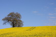 arbre dans un champ de colza