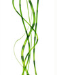 dynamic bamboo
