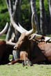 la vache la vache