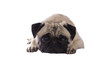 sad pug