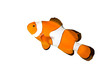 Clownfish