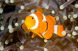 Clownfish