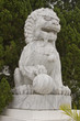 Chinese Lion Chinese Lion