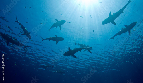 Sharks