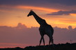 Details der Fotografie Giraffe Silhouette zu Fuß auf dem Horizont bei Sonnenuntergang.