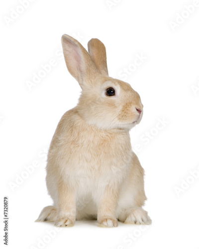 Rabbit Rabbit