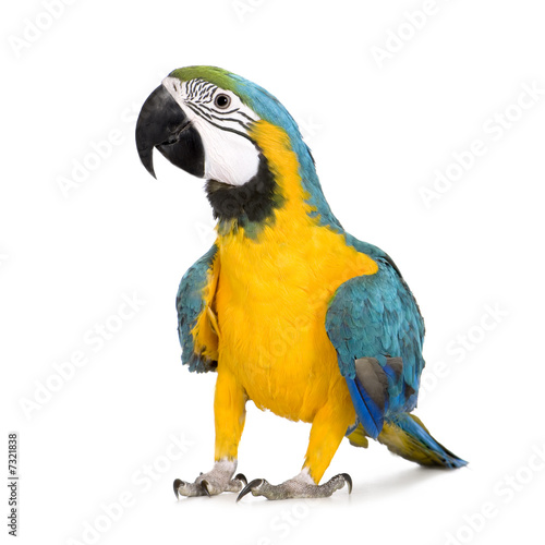 Foto: Young Blue-and-yellow Macaw - Ara ararauna (8 months) Young Blue-and-yellow Macaw - Ara ararauna (8 months)
