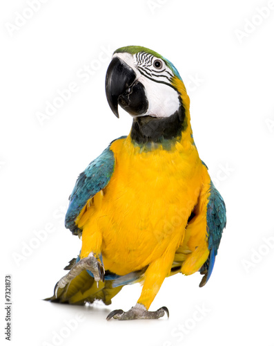 Young Blue-and-yellow Macaw - Ara ararauna (8 months)