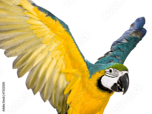 Young Blue-and-yellow Macaw - Ara ararauna (8 months) Young Blue-and-yellow Macaw - Ara ararauna (8 months)