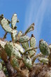 cactus01