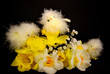 Daffodil Cuties
