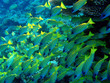 Foto: Underwater Underwater