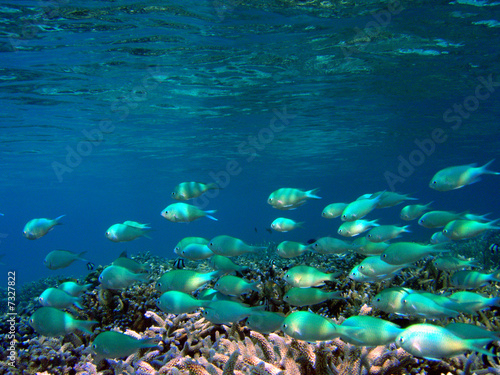 Foto: Fische Fische